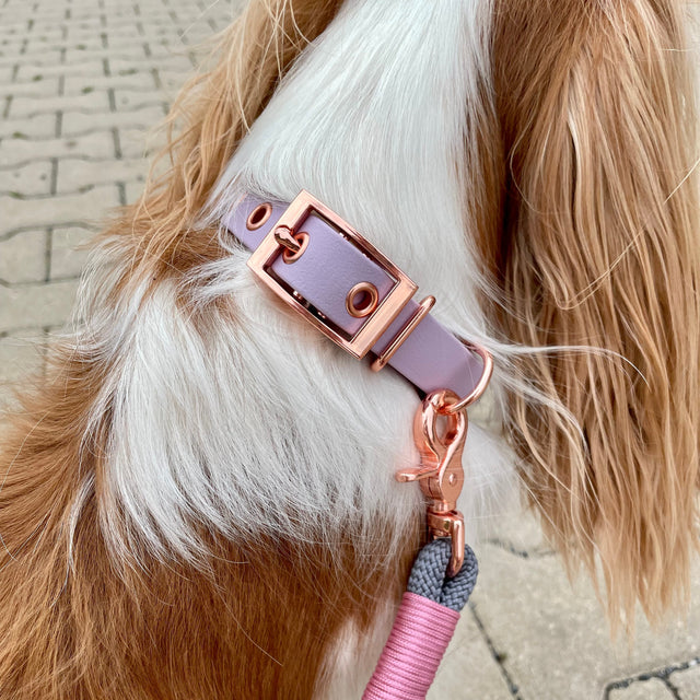 VioletVogue hundaól