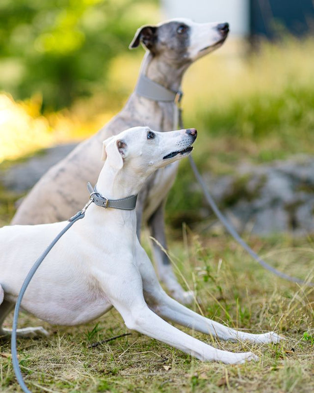 Hundataumur með endurskini