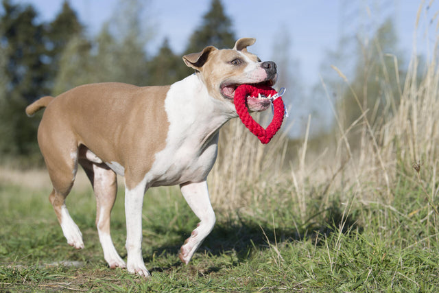 Herdís hjarta - Leikfang fyrir hunda - Velu