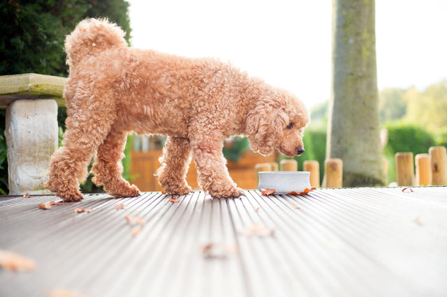 ROCKY - Margverðlaunuð skál fyrir hunda