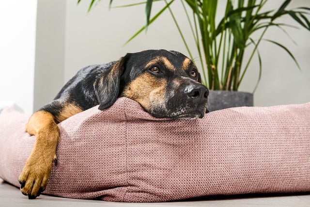 Klassískt hundarúm - TUDOR