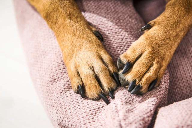 Klassískt hundarúm - TUDOR