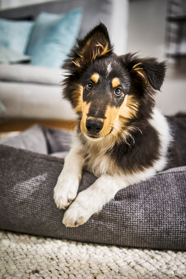 Klassískt hundarúm - TUDOR