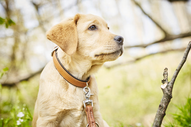 Glæsilegur AMICI taumur