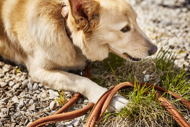 Glæsilegur AMICI taumur