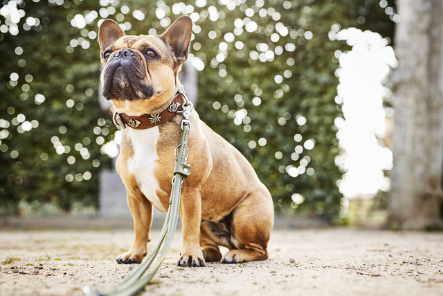 Glæsilegur AMICI taumur