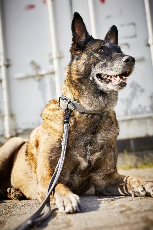 Glæsilegur AMICI taumur