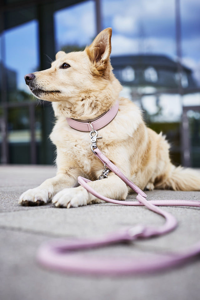 Glæsilegur AMICI taumur