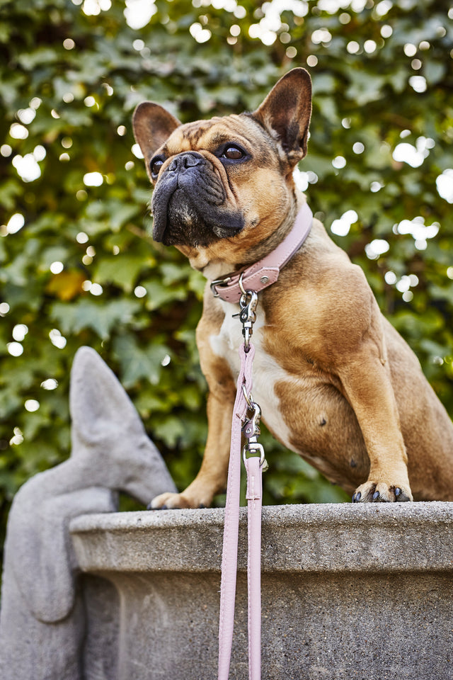 Glæsilegur AMICI taumur