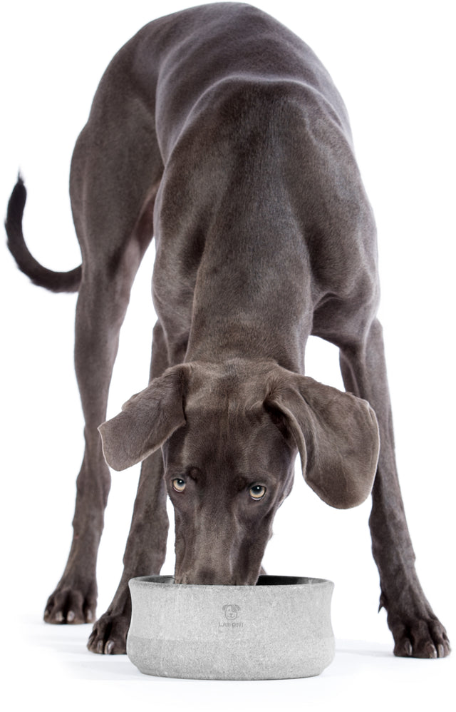 ROCKY - Margverðlaunuð skál fyrir hunda