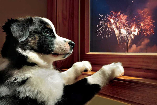 Hvernig hjálpum við hundinum okkar í gegnum sprengjurnar?