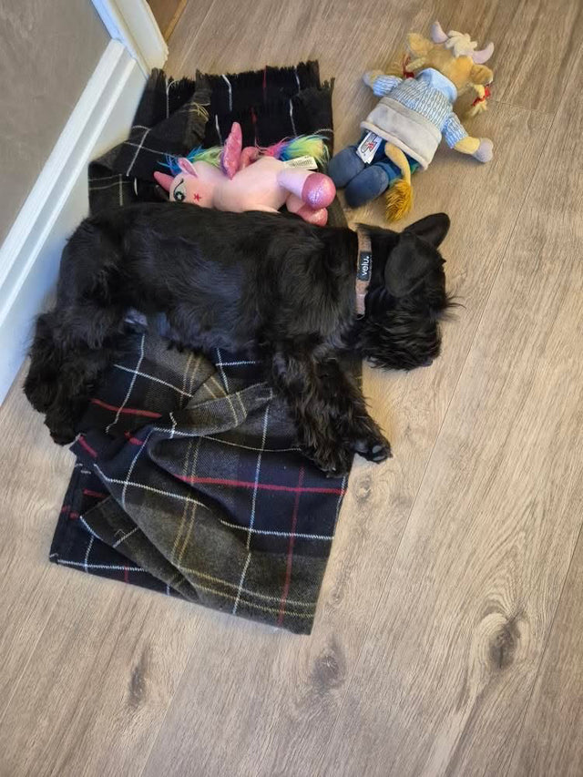 Bangsa kúkapokahaldari