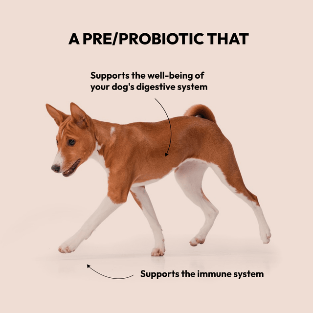 Góðgerlar fyrir hunda - Pre & Probiotic (vara mánaðarins í október 2024)