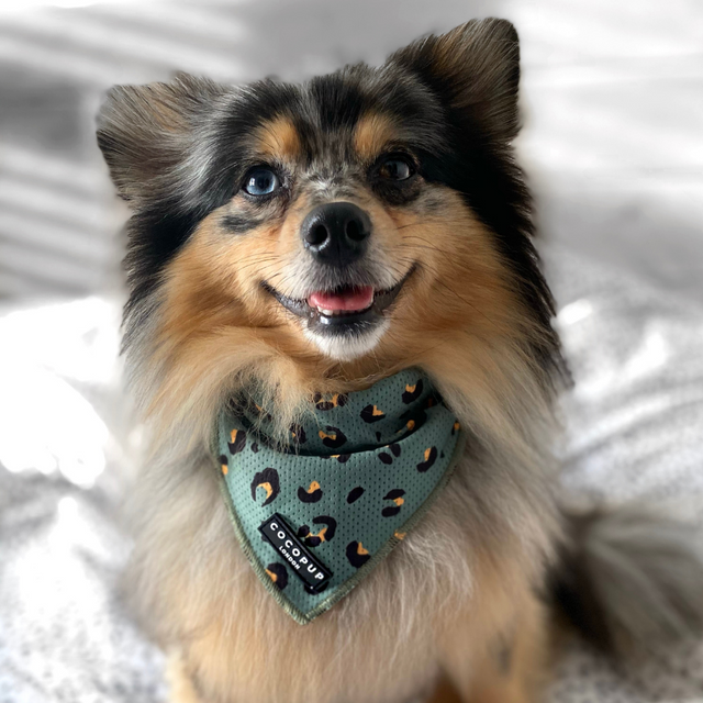 Khaki Leopard Bandana