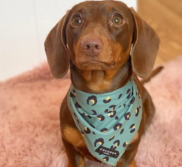 Khaki Leopard Bandana